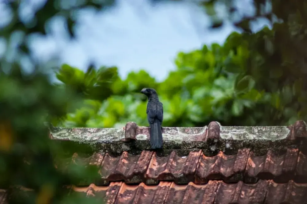 Beschädigte Fliese austauschen: Anleitung mit Staubschutz, Fugenmaßen und Trockenzeiten
