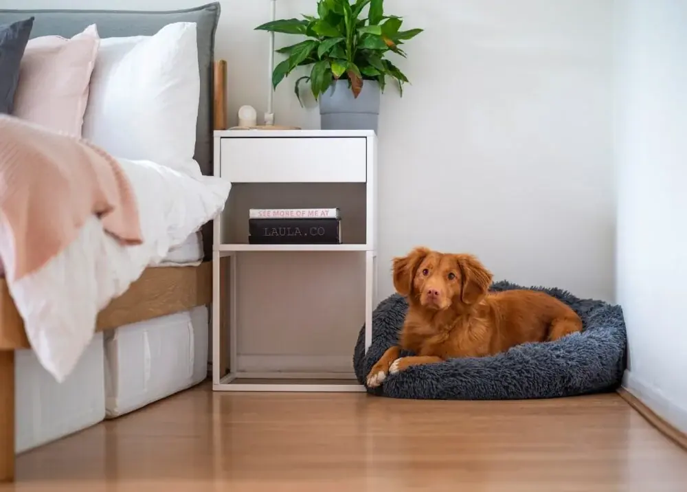 Hundebett aus alten Kissen bauen: Größe, waschbarer Bezug und Hygiene bei 60 Grad