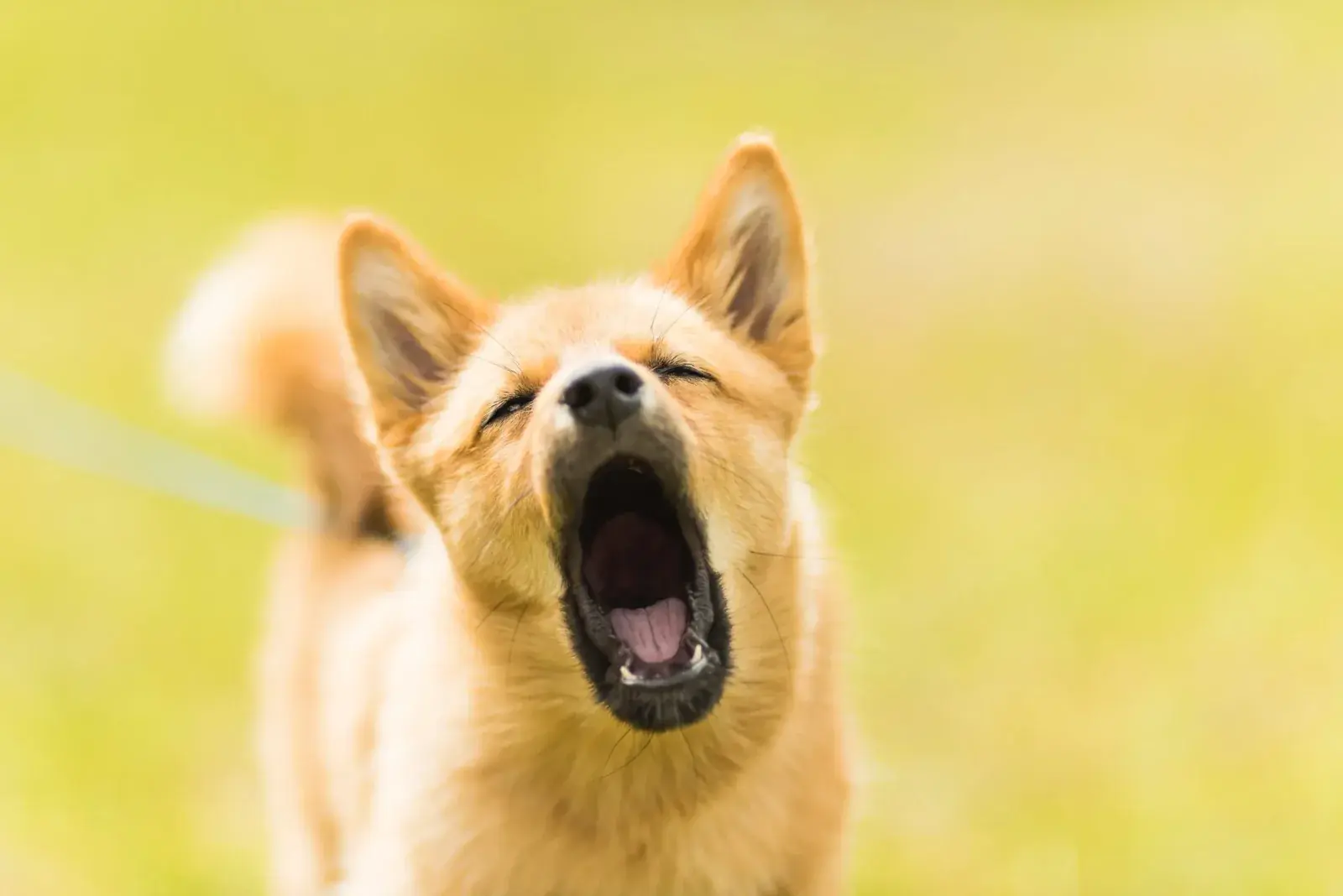 Hundehaftpflichtversicherung: Wo sie Pflicht ist und worauf es in den Bedingungen ankommt
