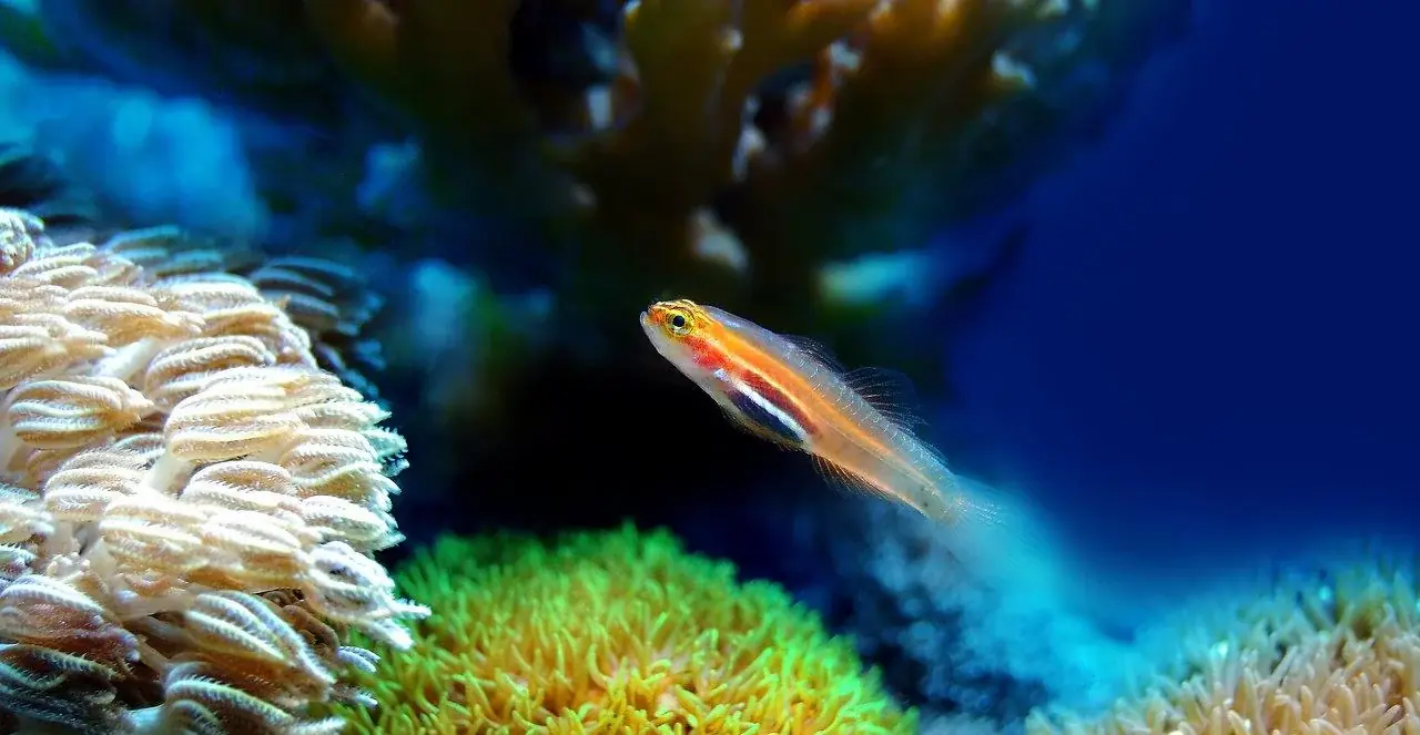 Meerwasseraquarium: Was das Hobby wirklich kostet und verlangt