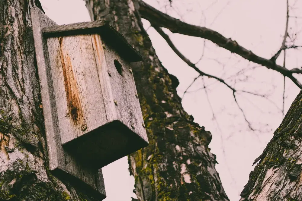 Vogelhäuschen aus Holz: Nistkasten und Futterhaus sind zwei verschiedene Dinge