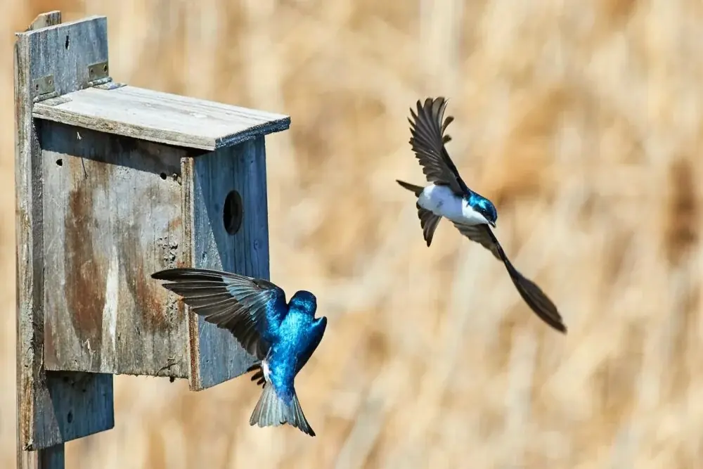 Vogelhaus aus Milchkartons bauen und wofür es wirklich taugt