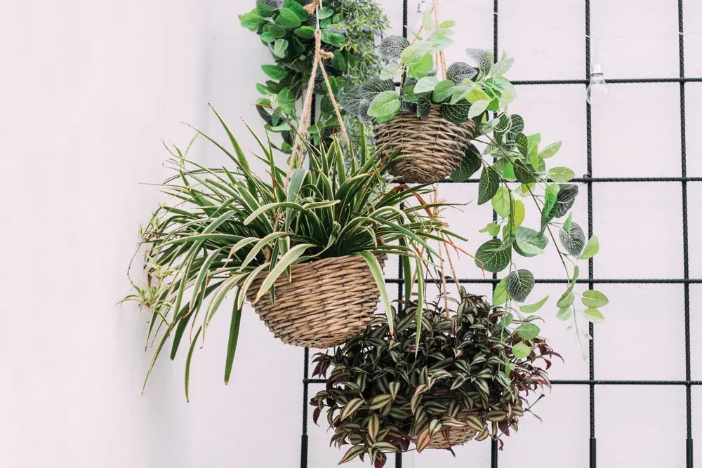 Blumenampel an der Decke befestigen, ohne dass sie herunterkommt