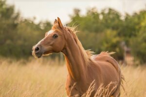 Pferde-Haftpflichtversicherung