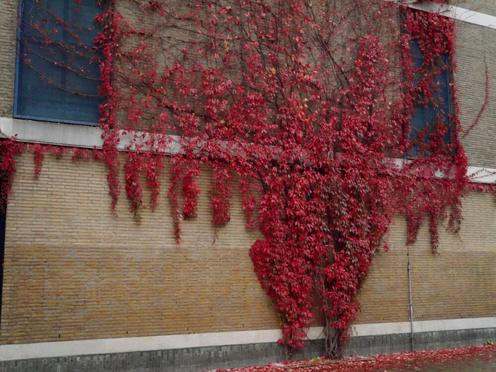 red leaf tree near brown brick wall