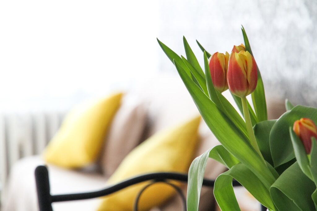 apartment, flowers, flower background
