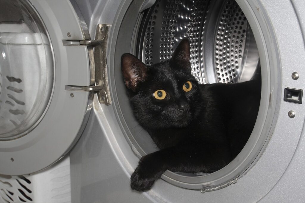 cat, house, washing machine